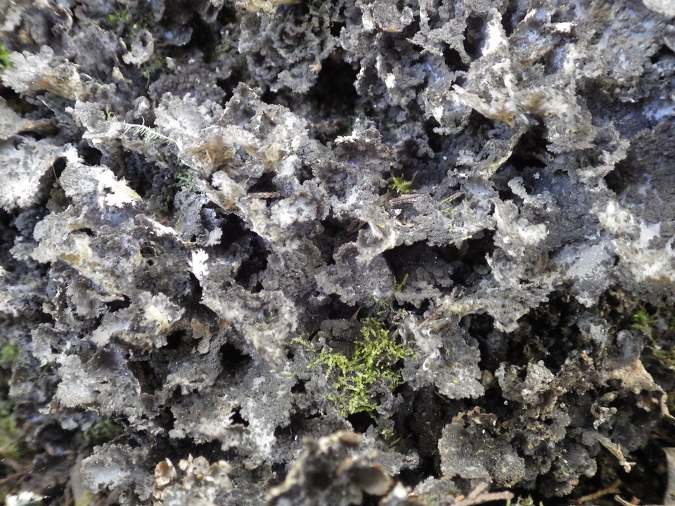 Sticta dufourii image