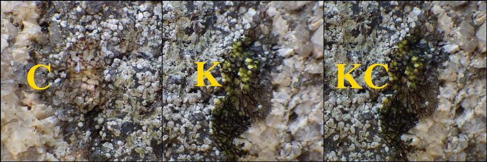Rinodina atrocinerea image