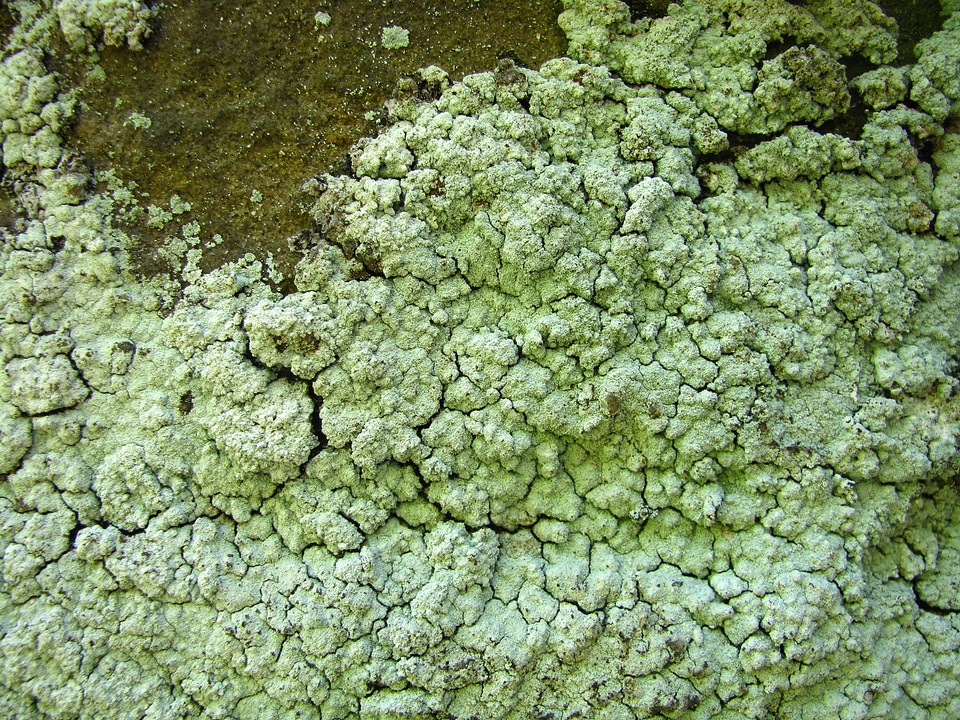 Lepraria eburnea image