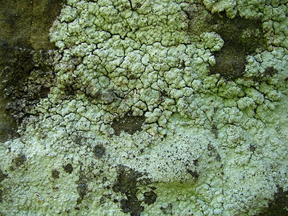 Lepraria eburnea image