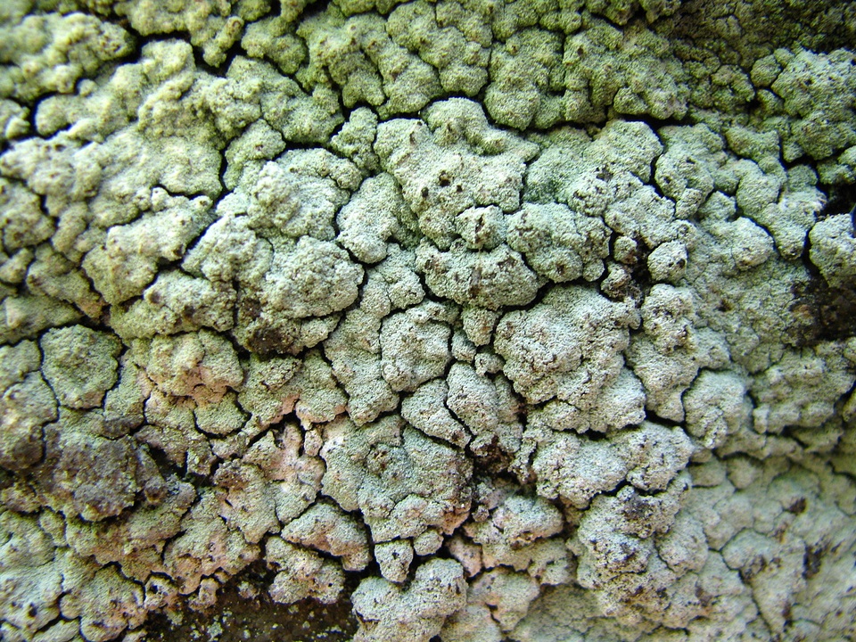 Lepraria eburnea image