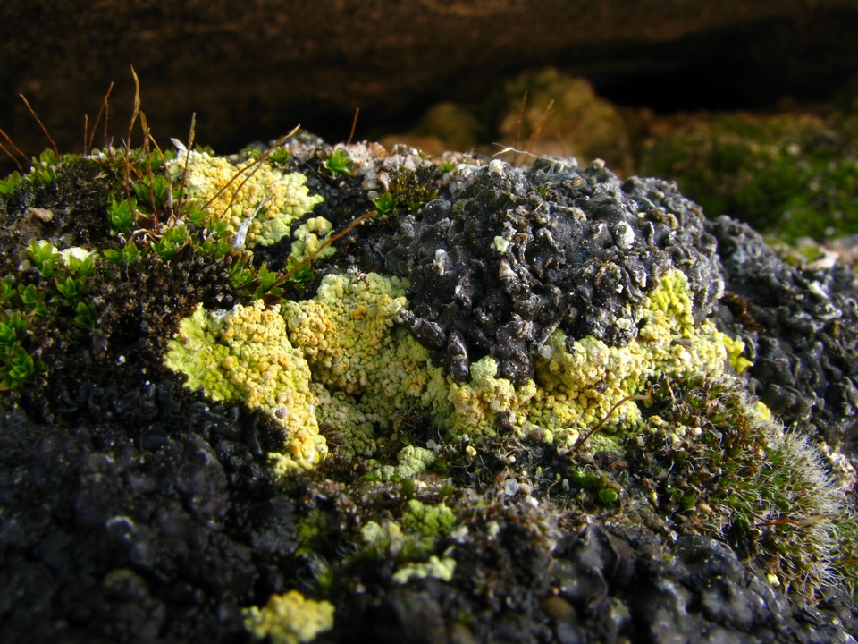 Fulgensia subbracteata image