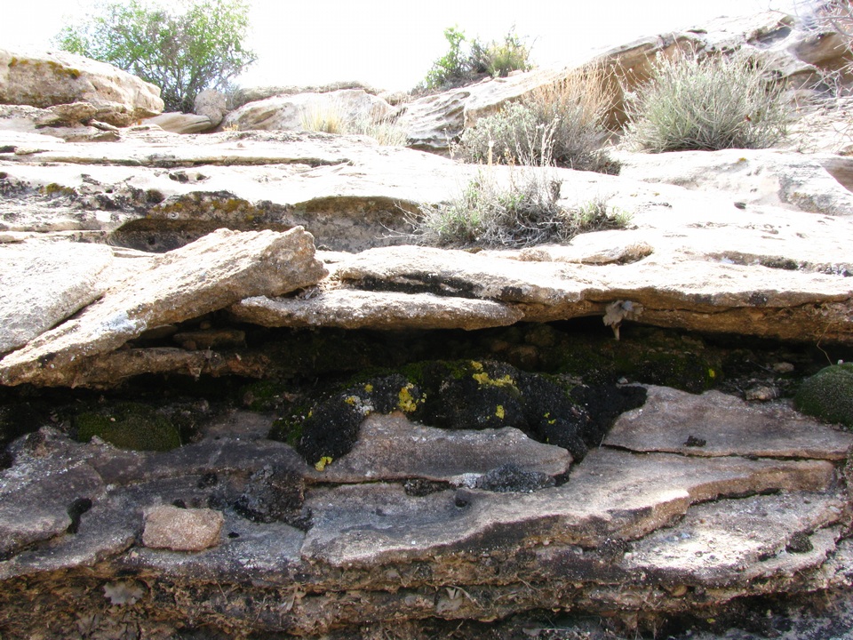 Fulgensia subbracteata image
