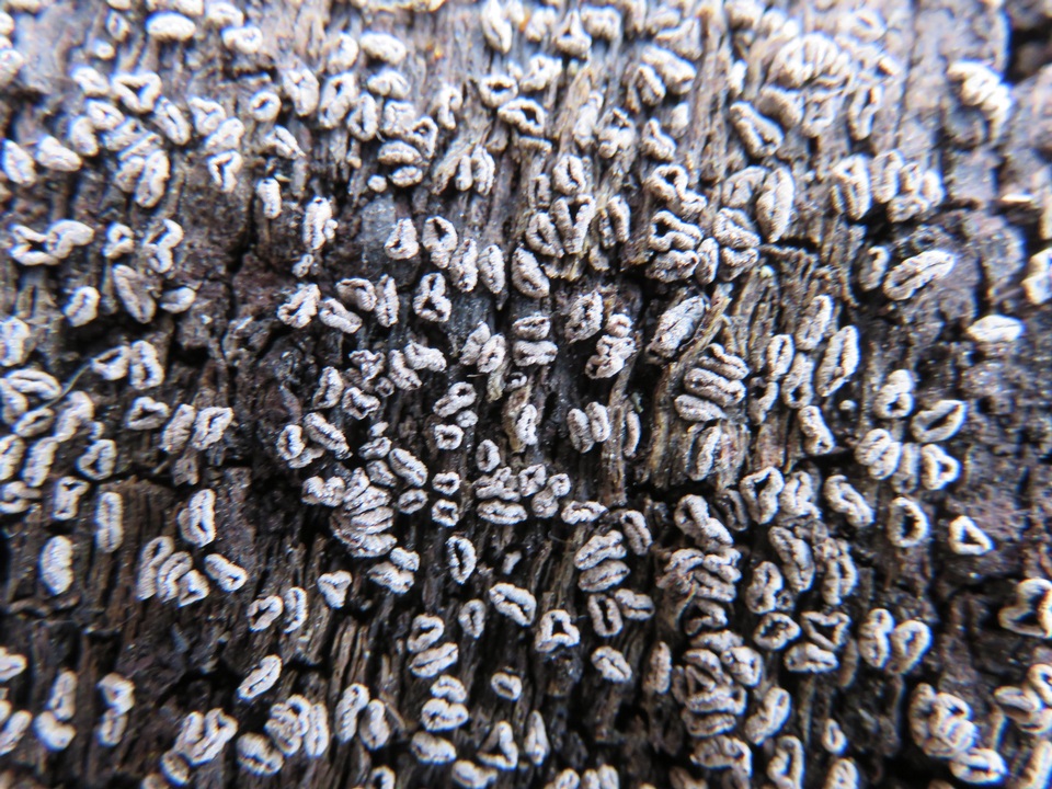 Sclerencoelia image