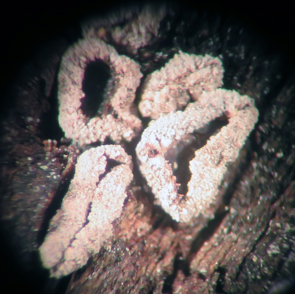 Sclerencoelia pruinosa image