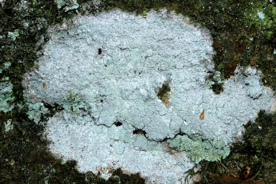 Phlyctis speirea image