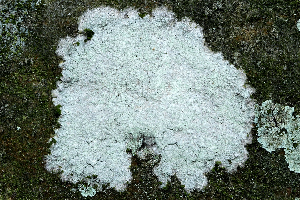 Phlyctis speirea image