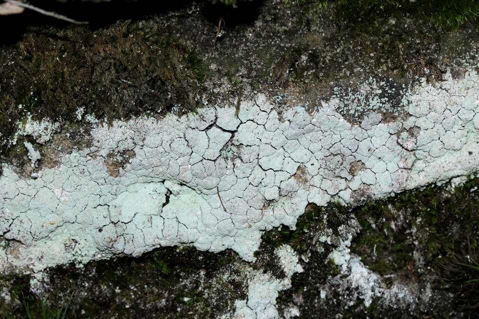 Lepraria humida image