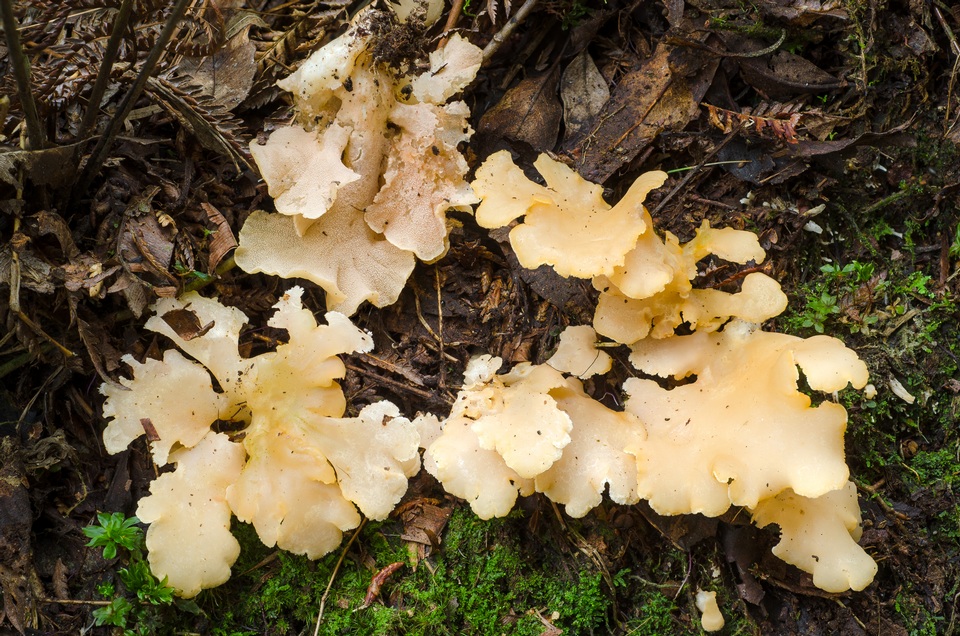 Hydnodon thelephorus image