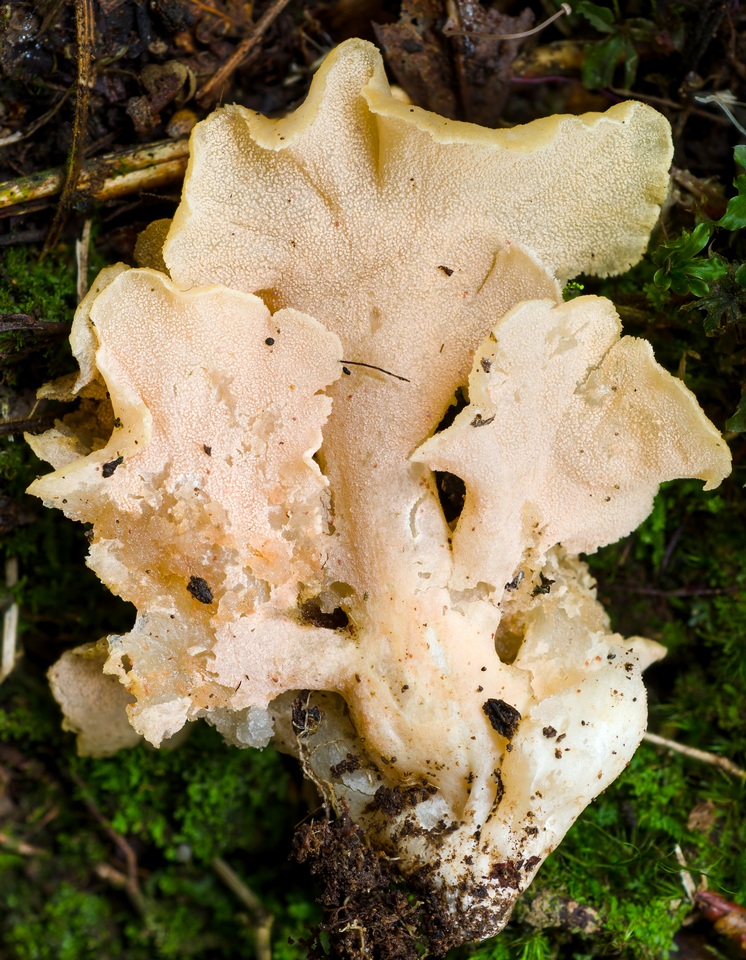 Hydnodon thelephorus image