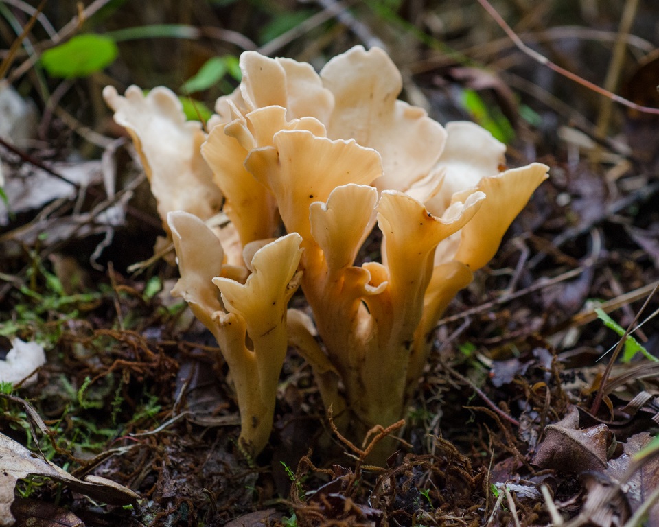 Ramaria chocoënsis image
