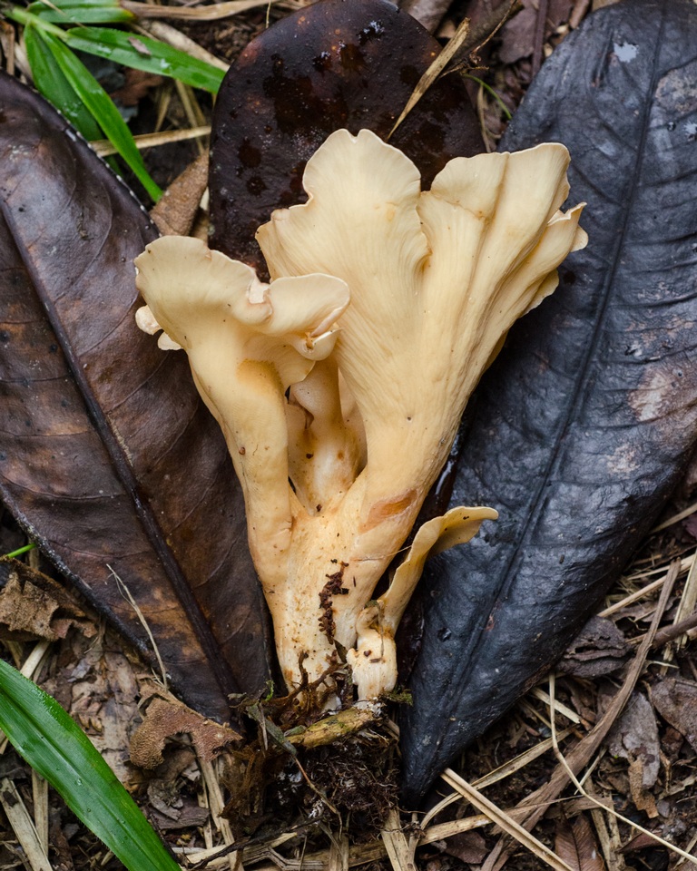 Ramaria chocoënsis image