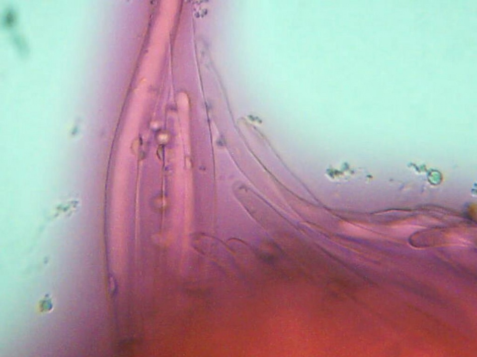 Pluteus fuliginosus image
