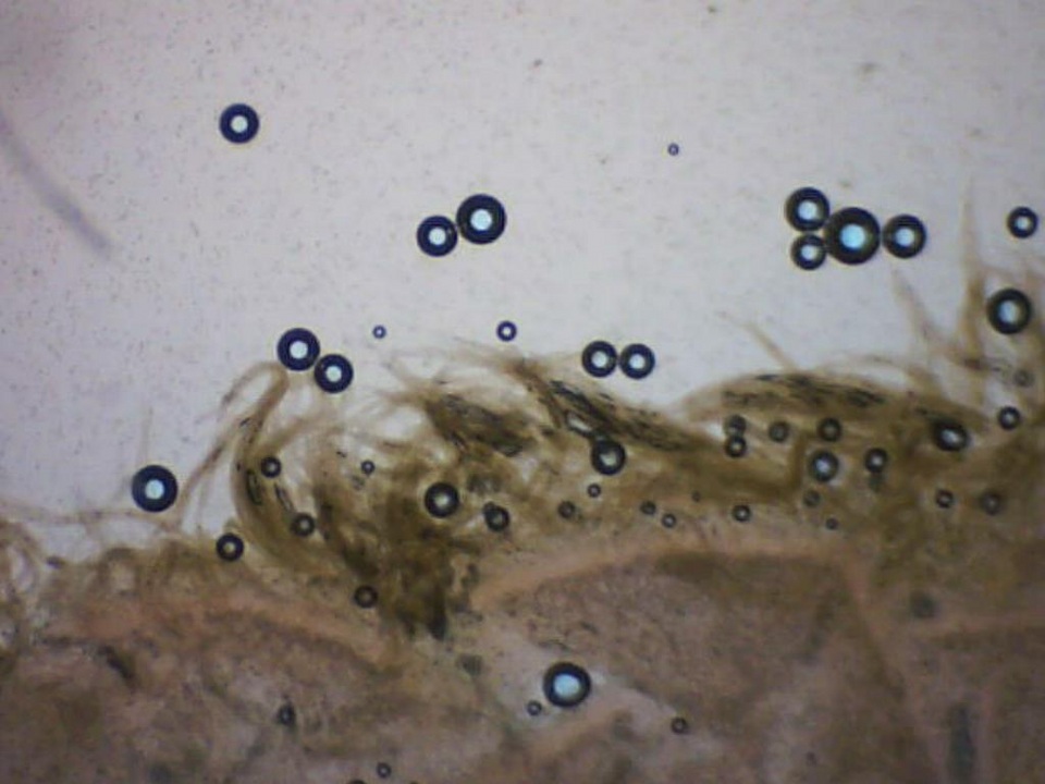 Pluteus fuliginosus image