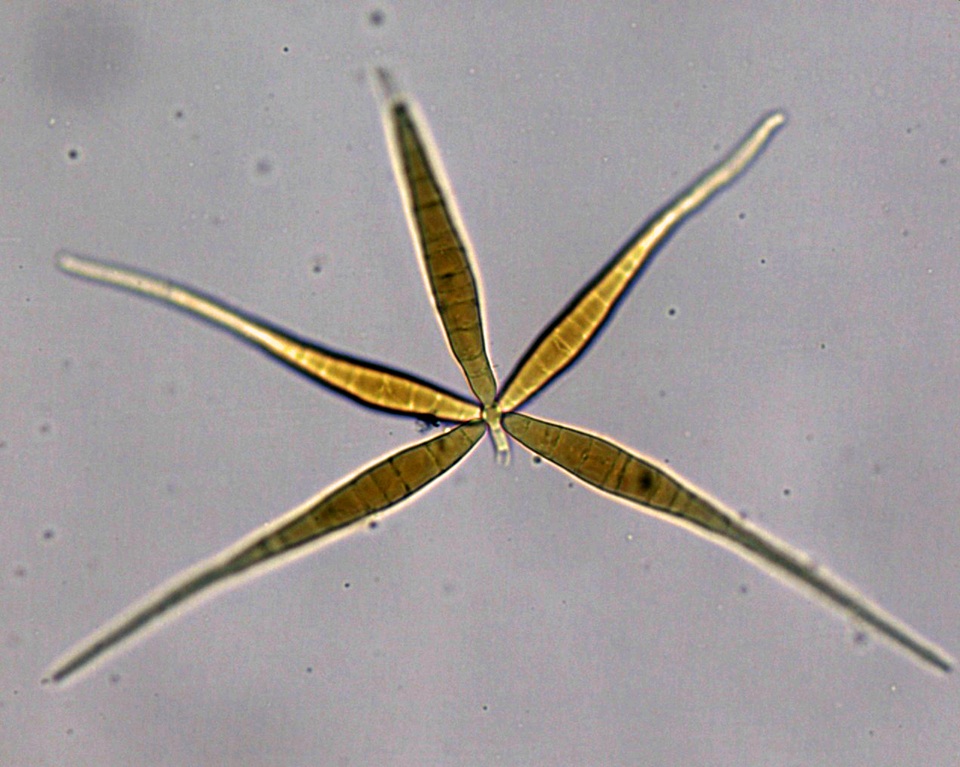 Flabellospora acuminata image