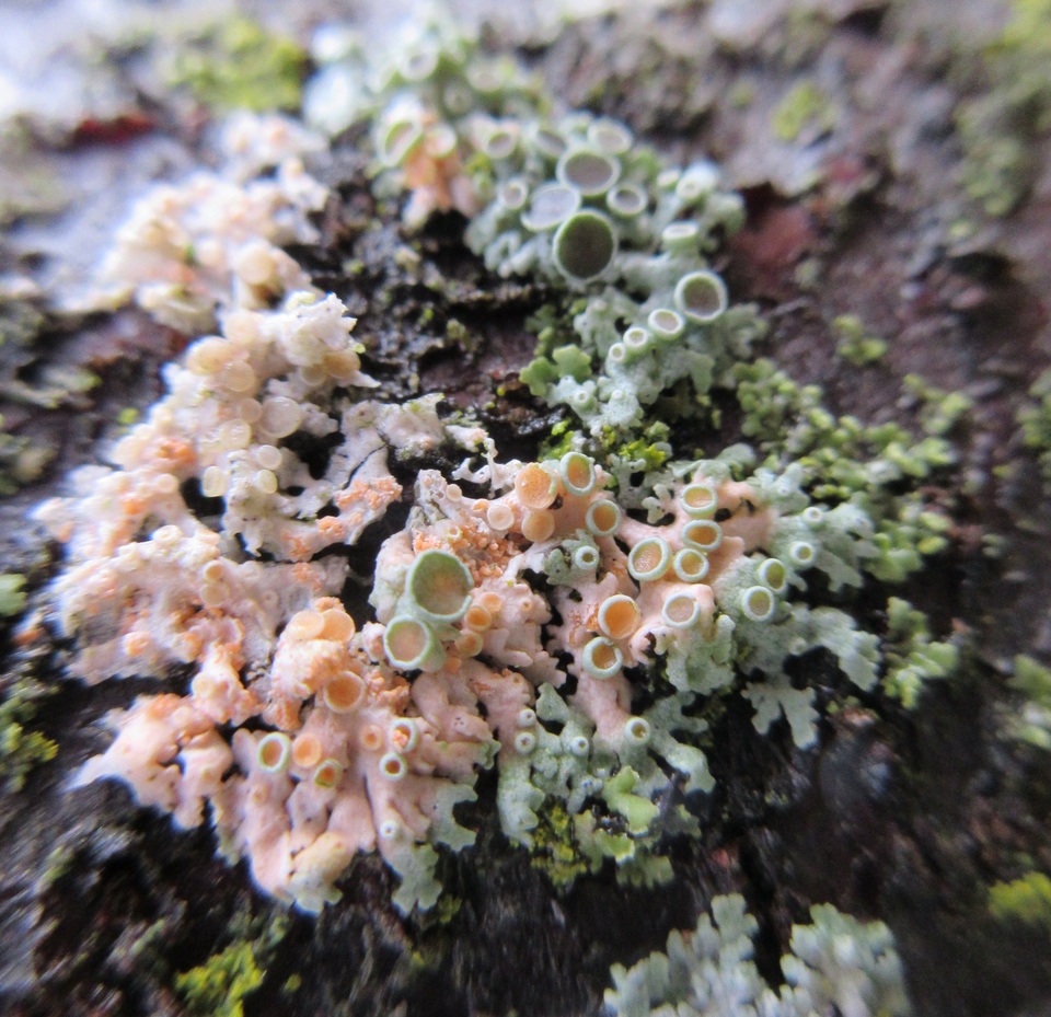 Marchandiobasidium aurantiacum image