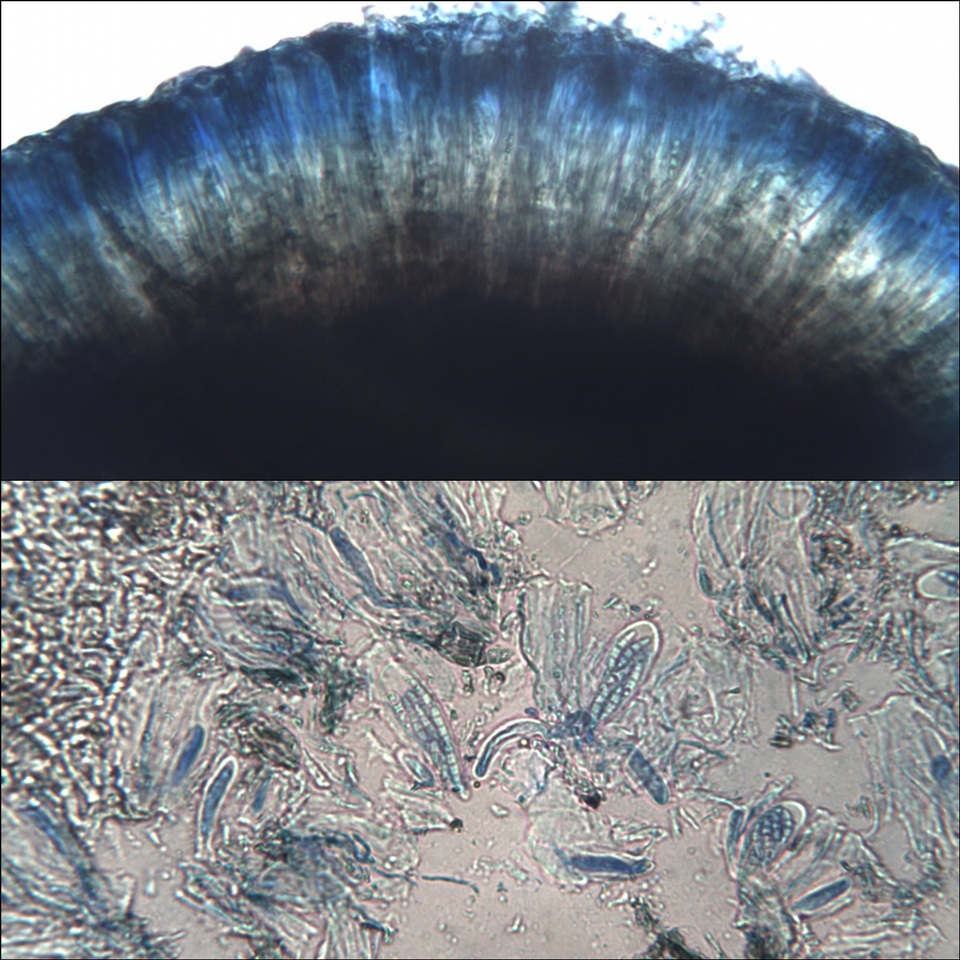 Byssoloma subdiscordans image