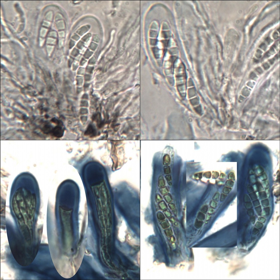 Byssoloma subdiscordans image