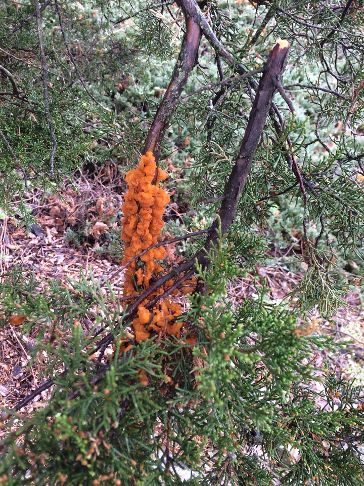 Gymnosporangium effusum image