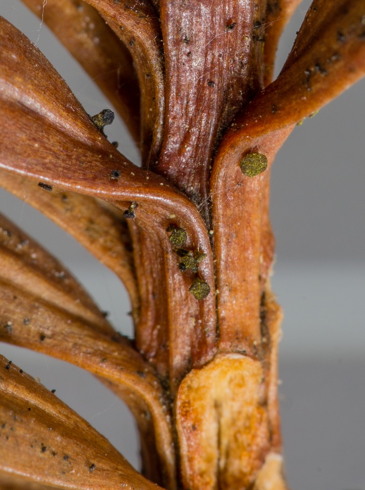 Chloroscypha chloromela image