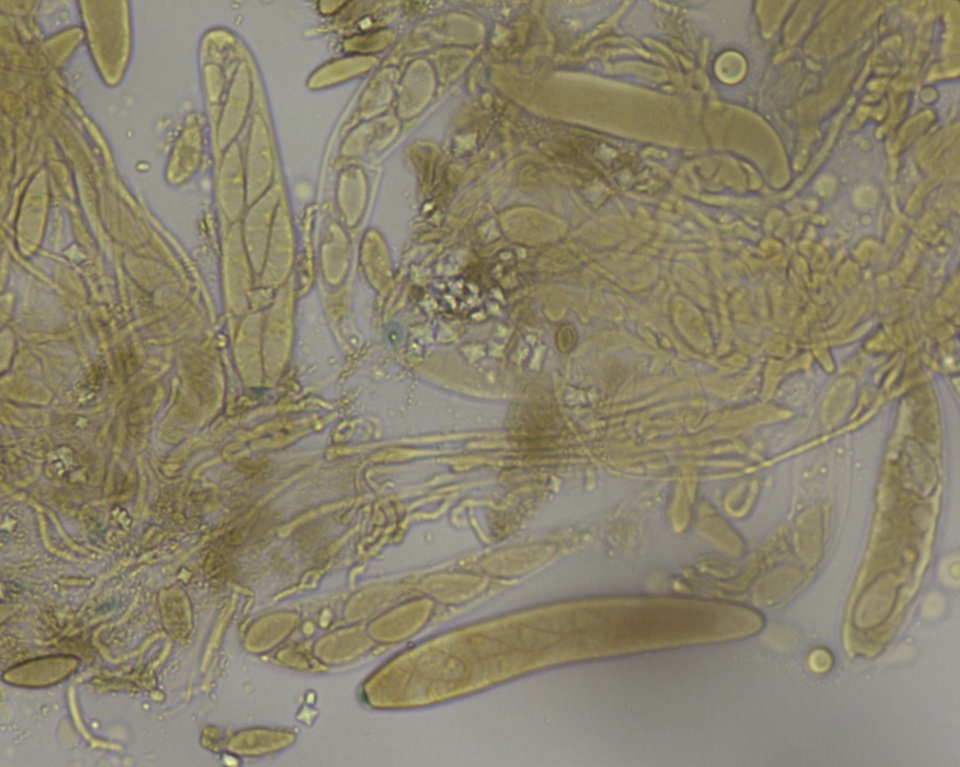 Chloroscypha chloromela image