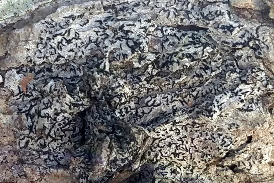Alyxoria image