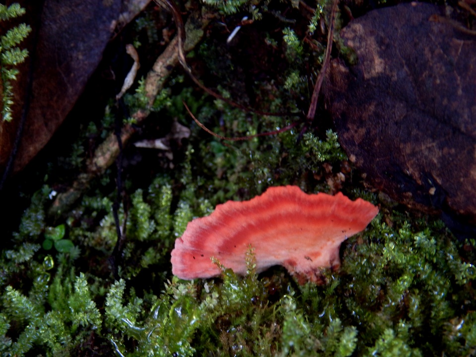 Climacodon roseomaculatus image