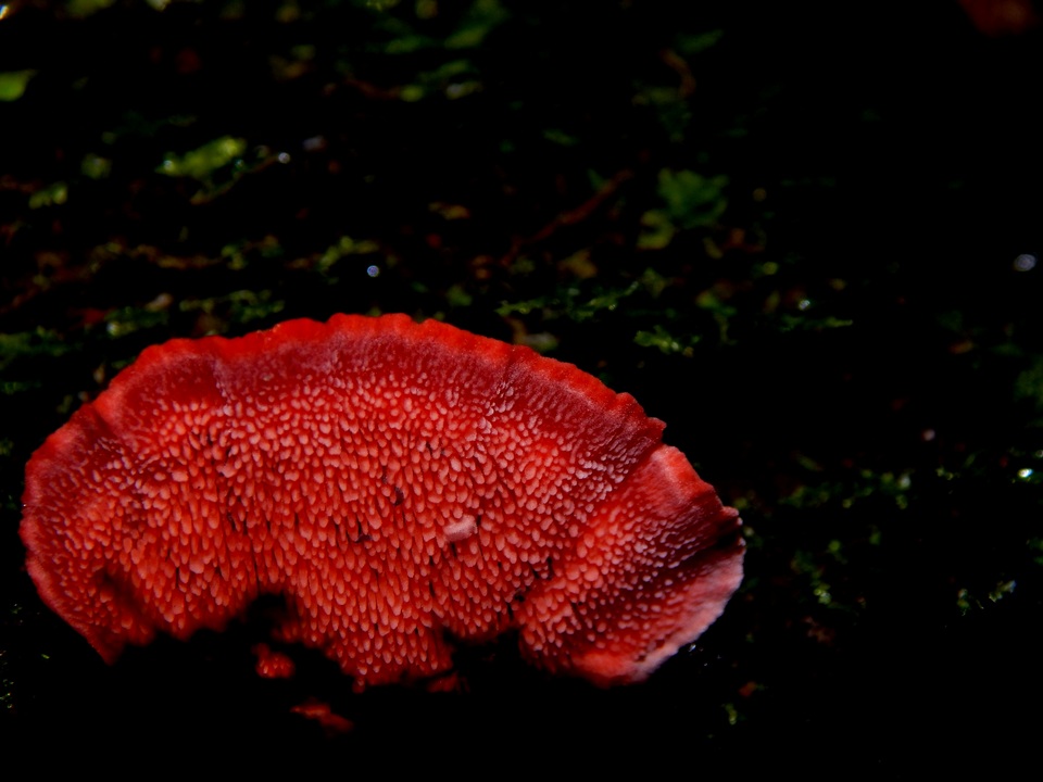 Climacodon roseomaculatus image