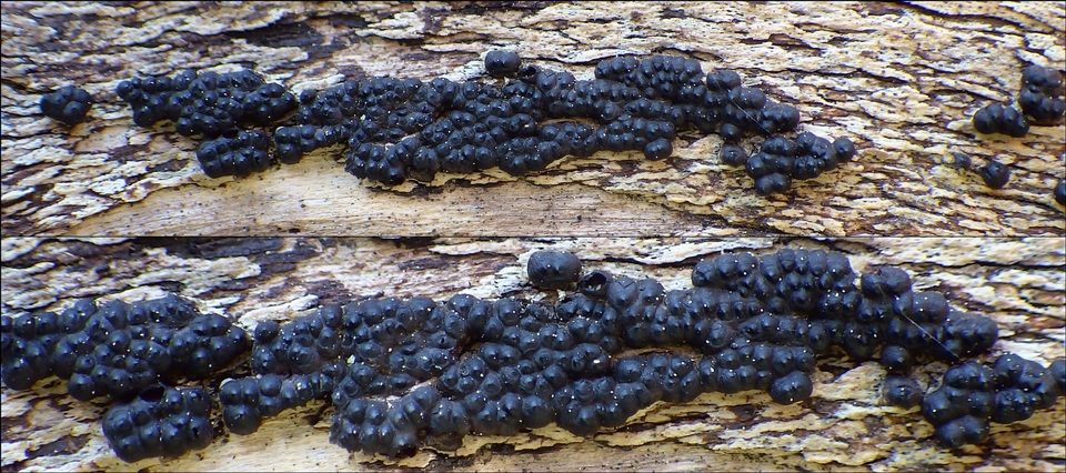 Nemania maritima image