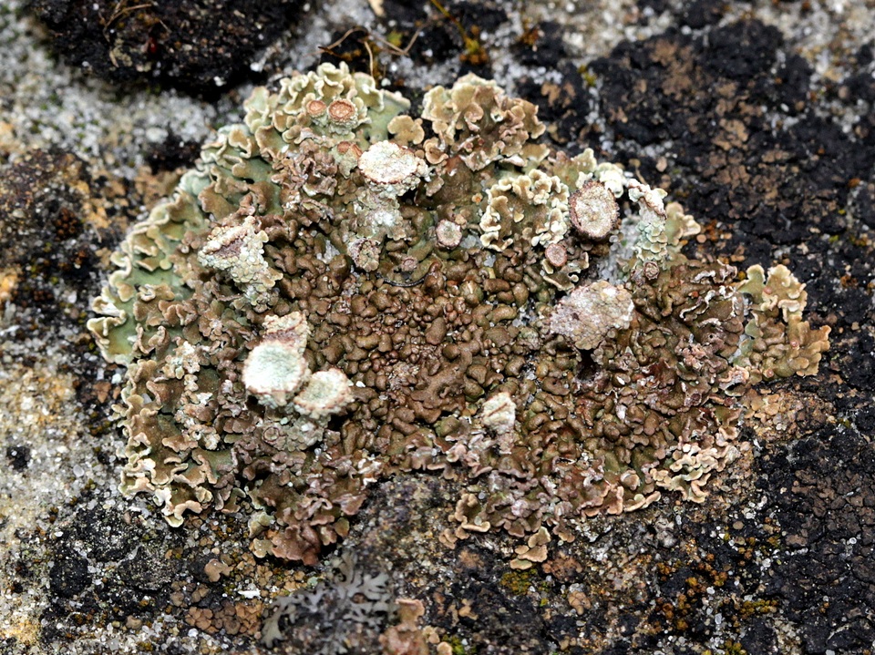 Cladonia magyarica image