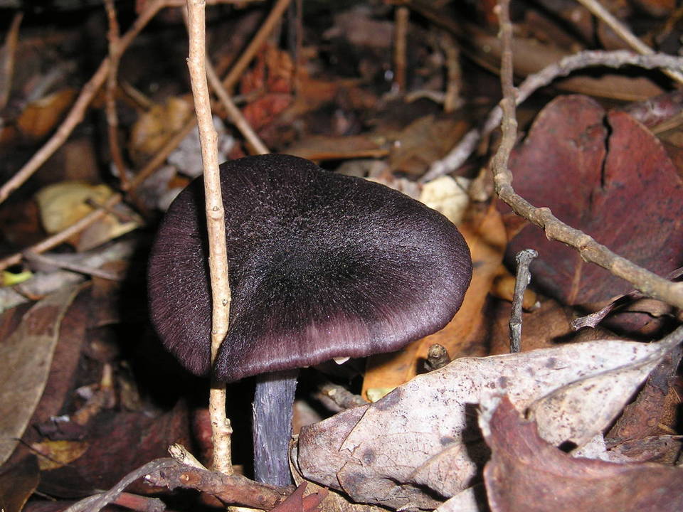 Entoloma nigroviolaceum image