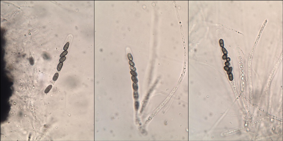 Nemania maritima image