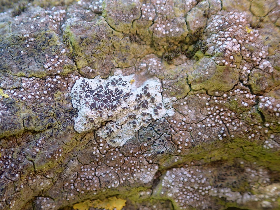 Thelopsis isiaca image