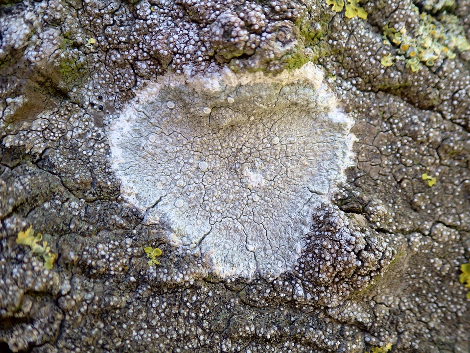 Dirina ceratoniae image