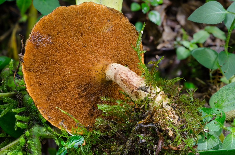 Boletinellus monticola image
