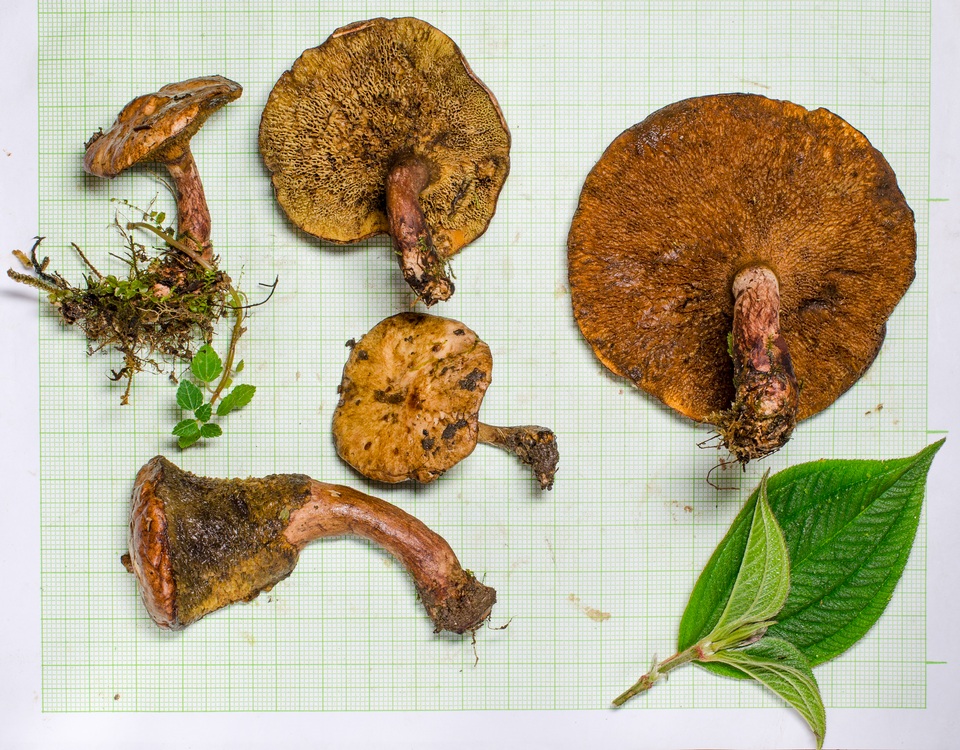 Boletinellus monticola image