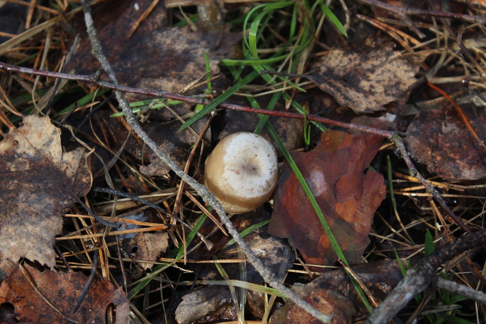 Clitocybe pruinosa image
