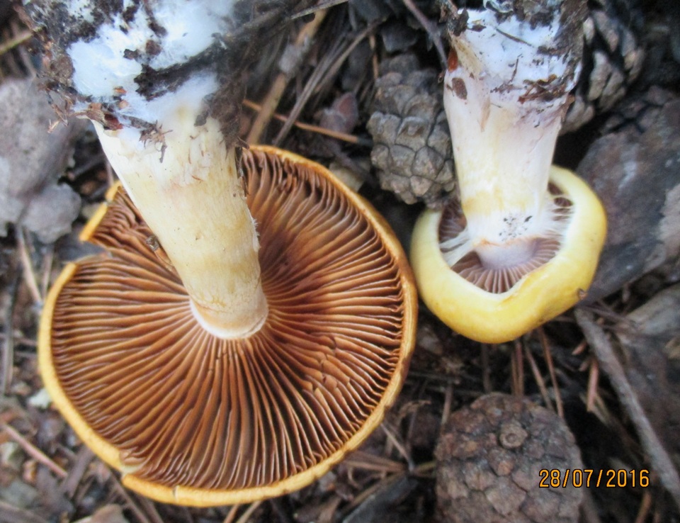Cortinarius variiformis image