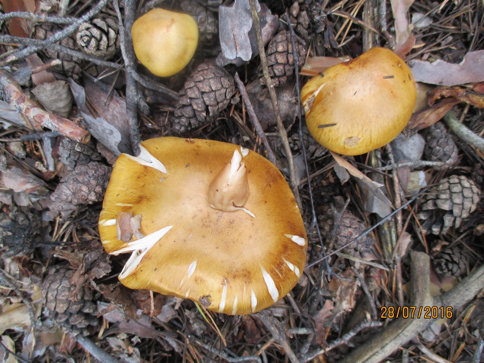 Cortinarius variiformis image