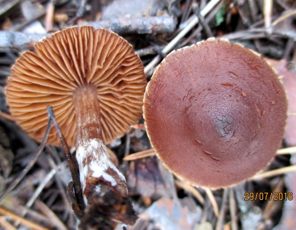 Cortinarius turibulosus image