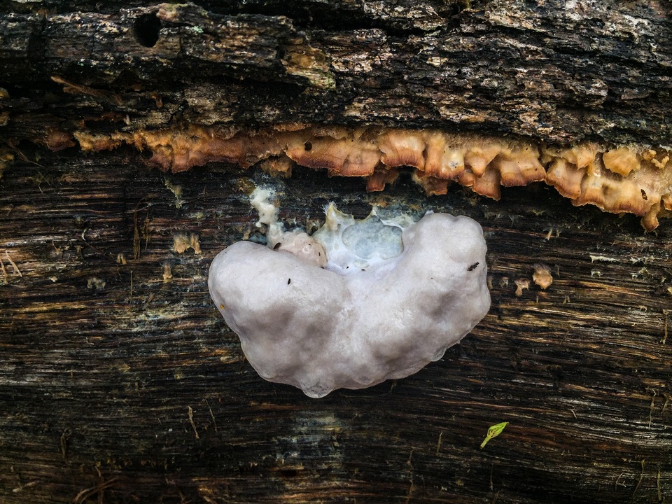 Reticularia lycoperdon image