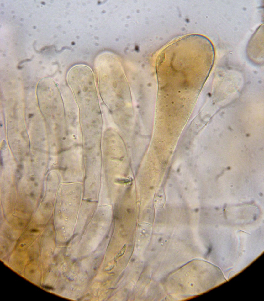 Morchella septimelata image