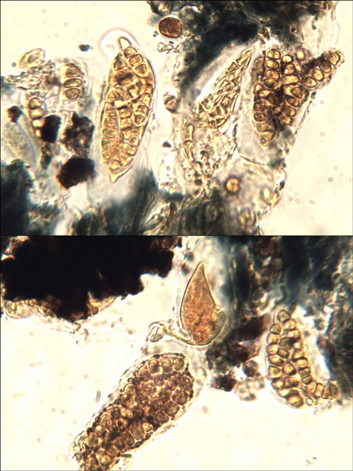 Opegrapha physciaria image