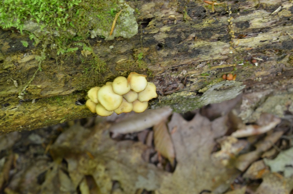 Pholiota marginella image