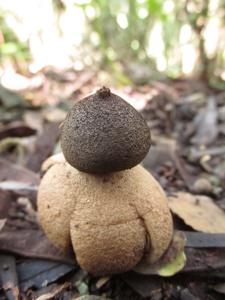 Geastrum hieronymi image