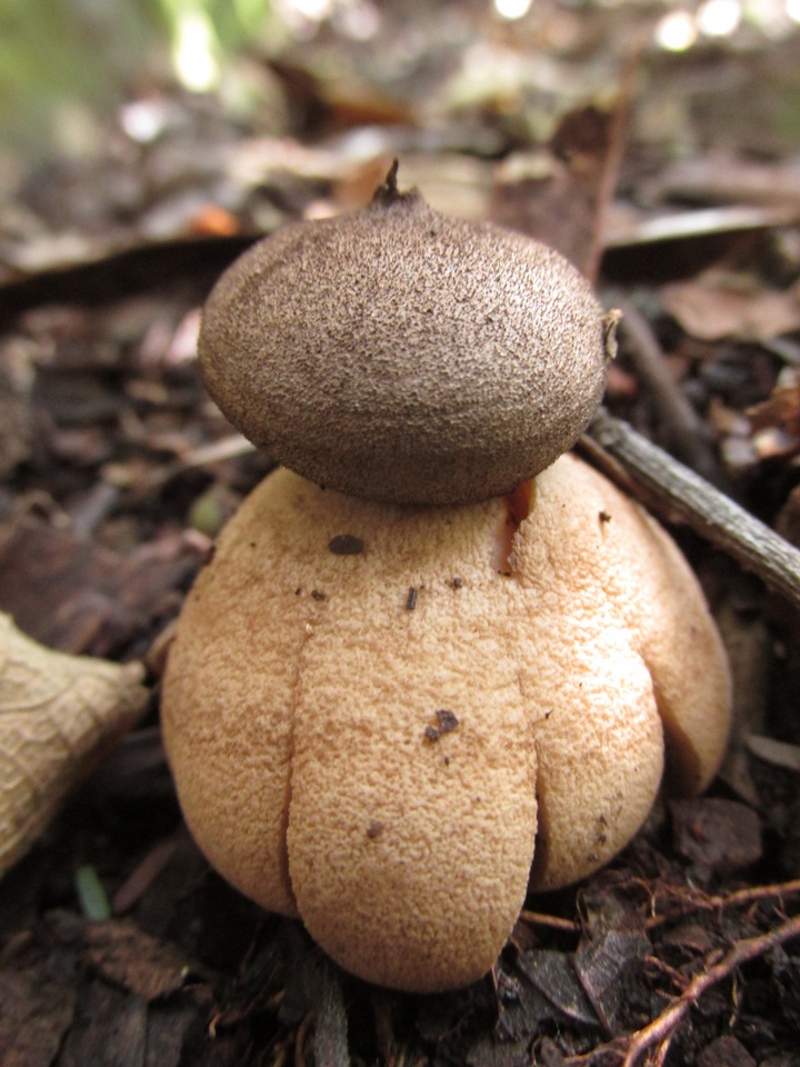Geastrum hieronymi image