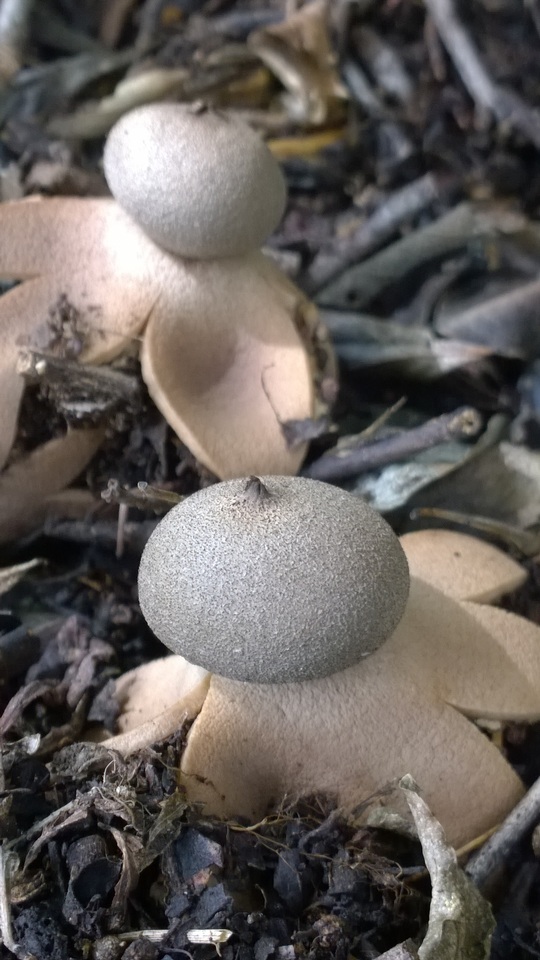 Geastrum hieronymi image