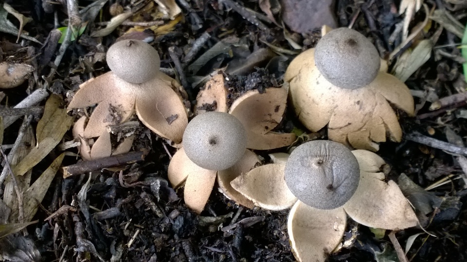 Geastrum hieronymi image