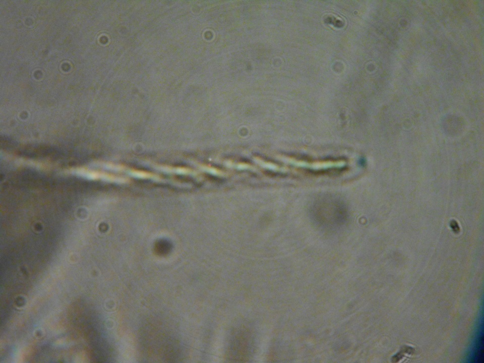 Neodasyscypha image