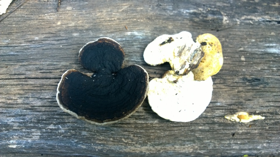 Trametes cingulata image